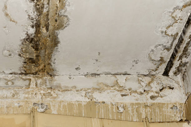 Best Forensic Mold Investigation  in Old Miakka, FL